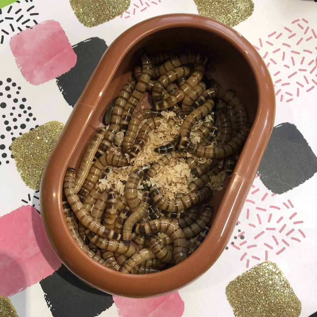 Komodo Smart Live Food Feeding Dish - Tank Terrarium Australia Food Bowl