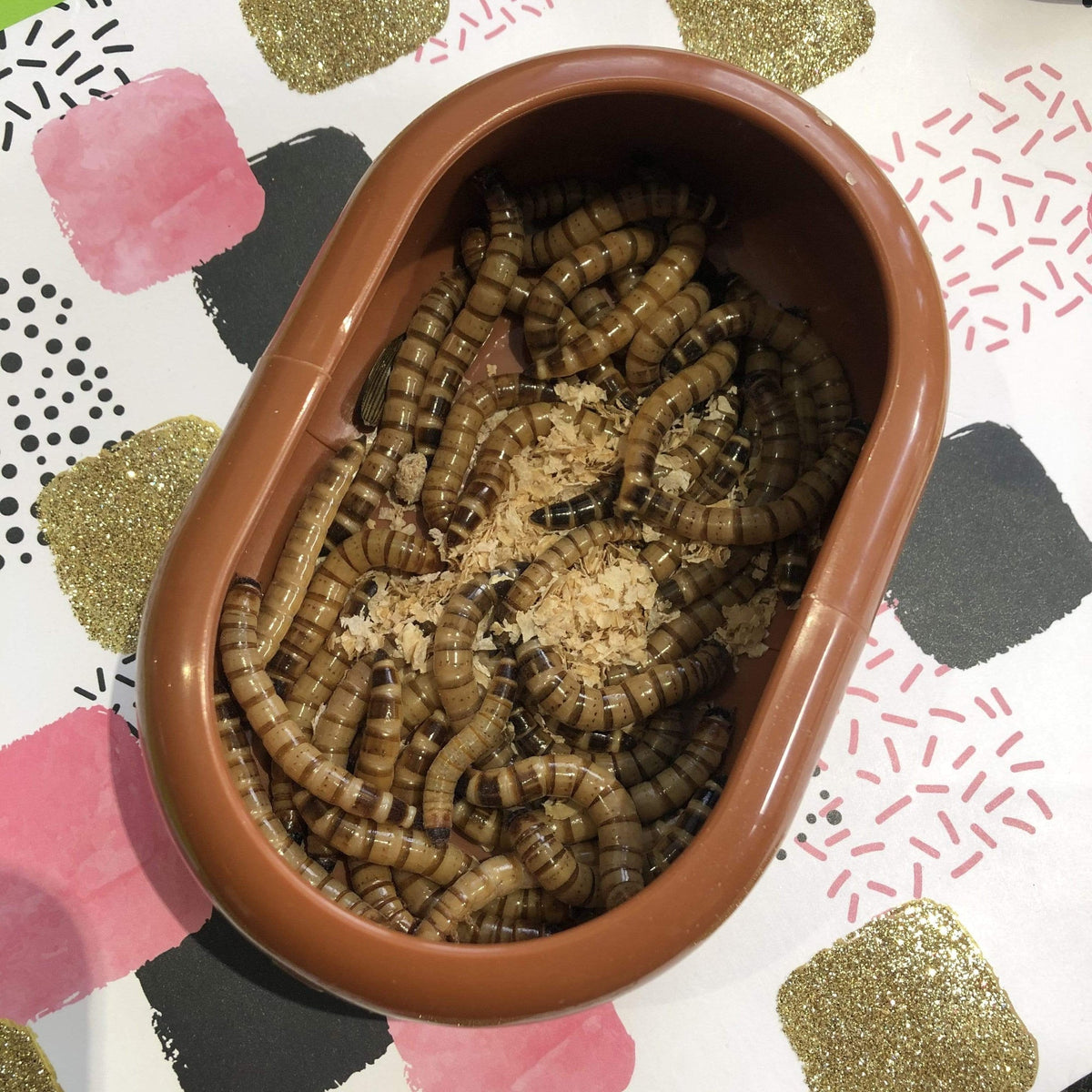 Komodo Smart Live Food Feeding Dish - Tank Terrarium Australia Food Bowl