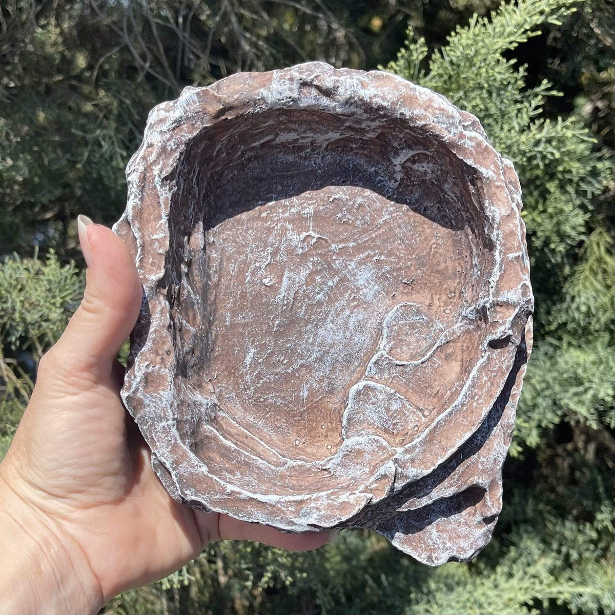 Komodo Terraced Dish Brown Medium - Tank Terrarium Australia Food Bowl