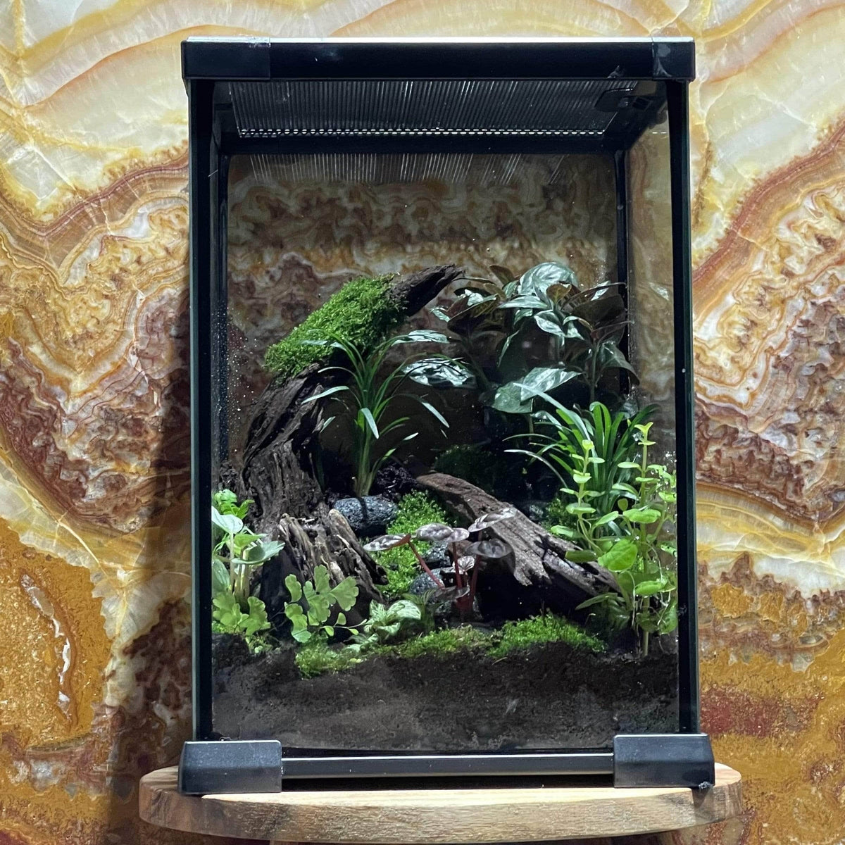 Nano Glass Habitat 21 × 21 × 30cm - Komodo - Tank Terrarium Australia Nano Habitats
