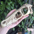 Komodo Raptor Skull Large - Tank Terrarium Australia Resin Rock Decor