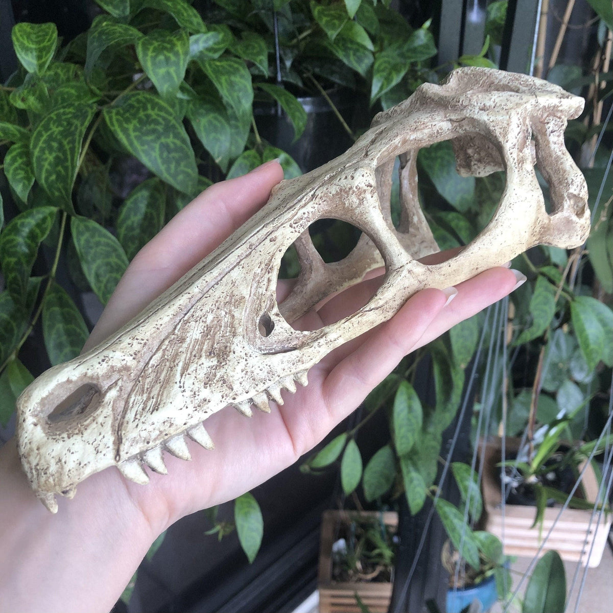 Komodo Raptor Skull Large - Tank Terrarium Australia Resin Rock Decor
