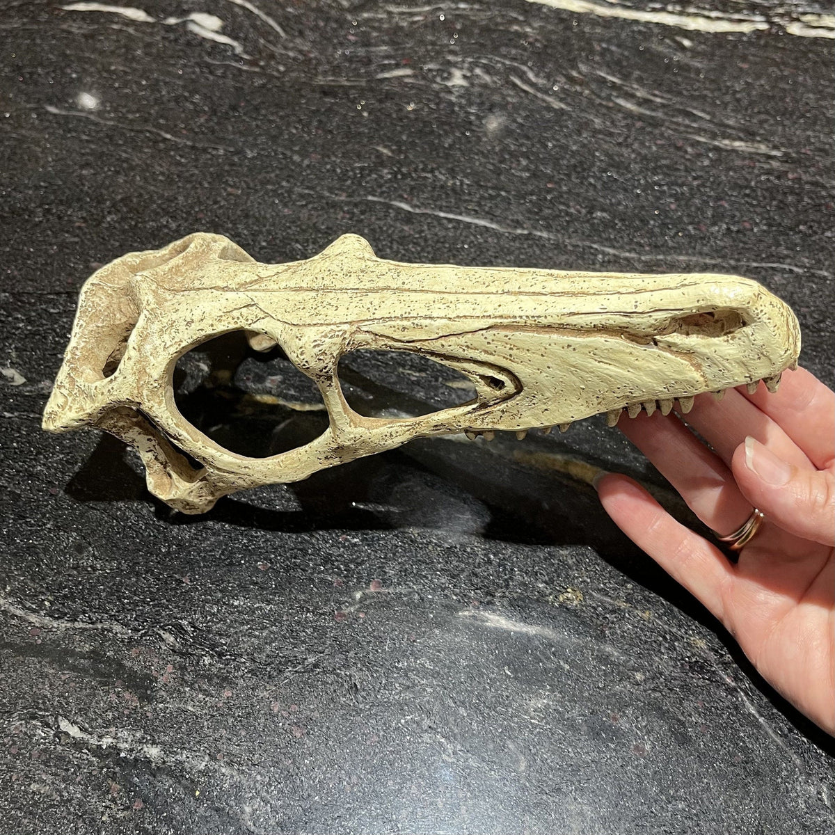 Komodo Raptor Skull Large - Tank Terrarium Australia Resin Rock Decor