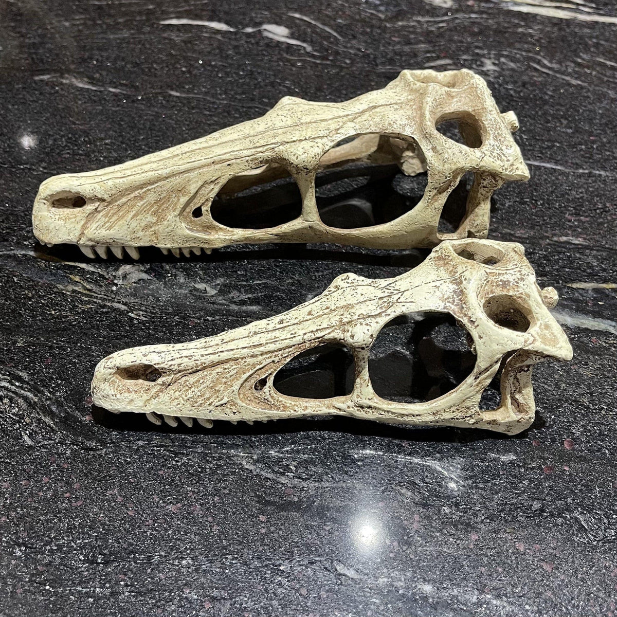 Komodo Raptor Skull Large - Tank Terrarium Australia Resin Rock Decor