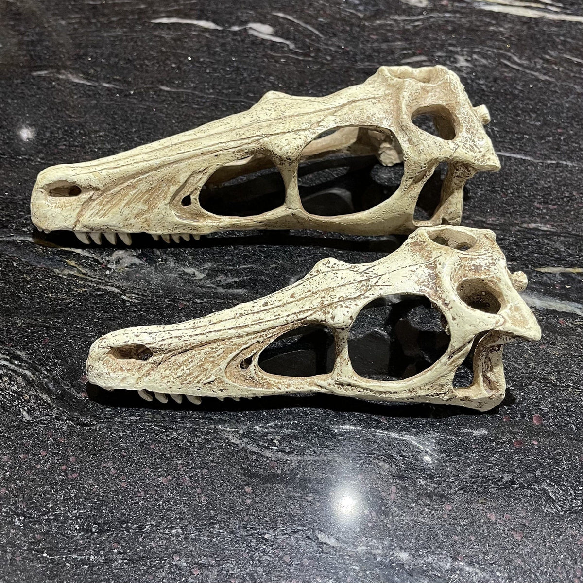 Komodo Raptor Skull Small - Tank Terrarium Australia Resin Rock Decor