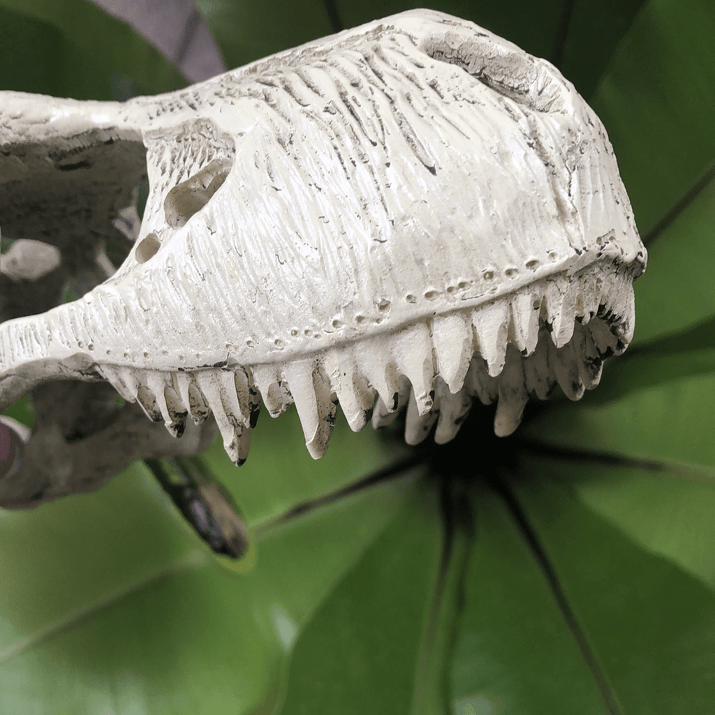 Komodo T-Rex Skull Large - Tank Terrarium Australia Resin Rock Decor