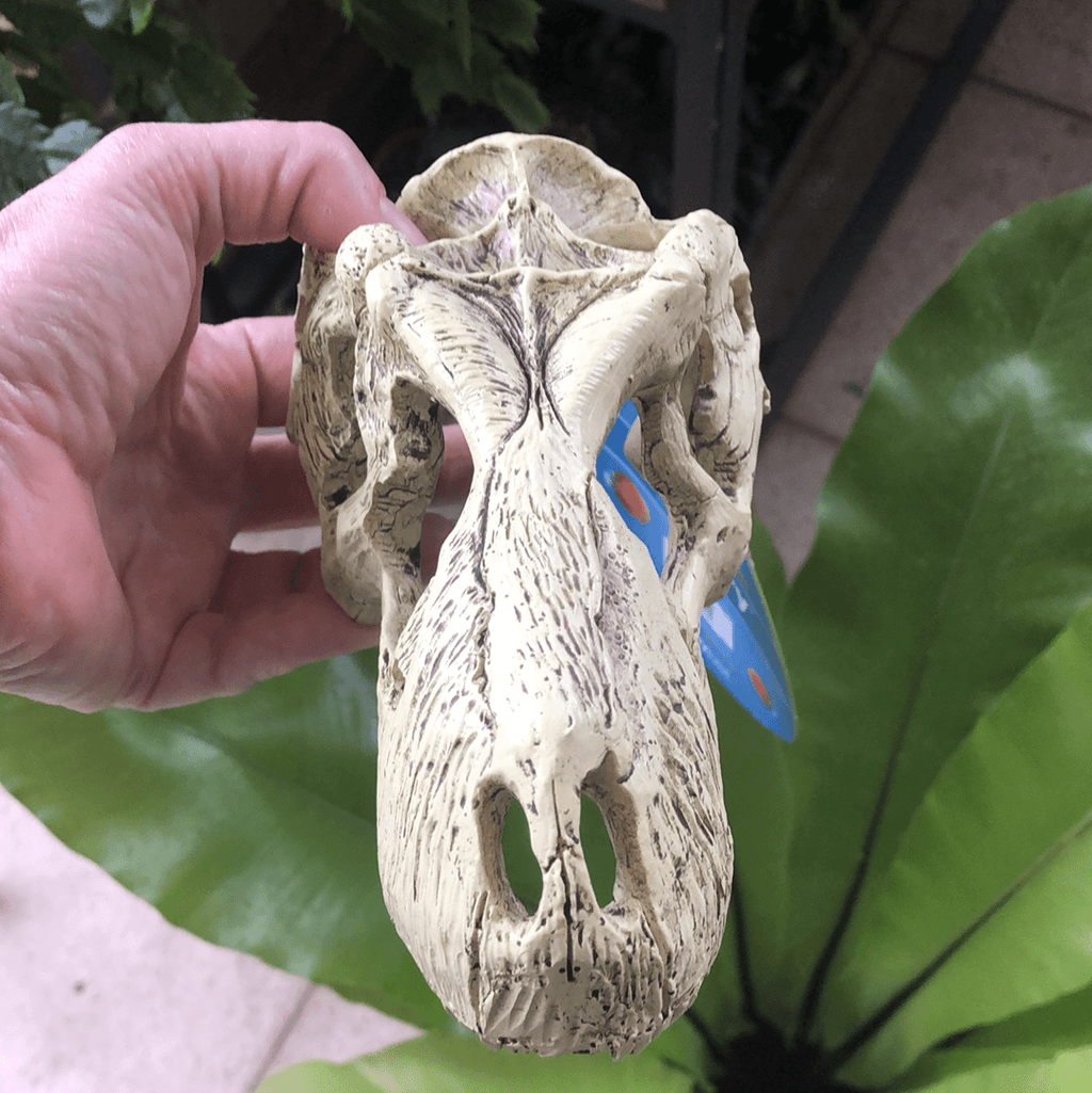 Komodo T-Rex Skull Large - Tank Terrarium Australia Resin Rock Decor