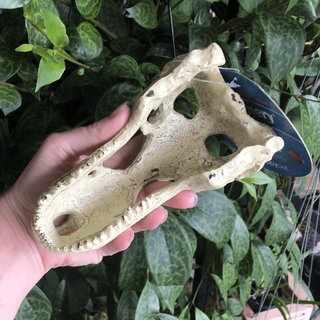 Komodo T-Rex Skull Large - Tank Terrarium Australia Resin Rock Decor