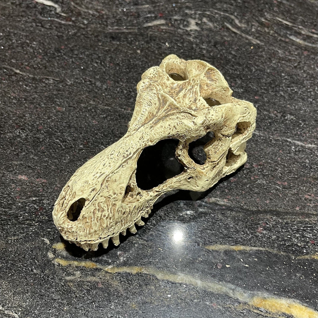 Komodo T-Rex Skull Small - Tank Terrarium Australia Resin Rock Decor
