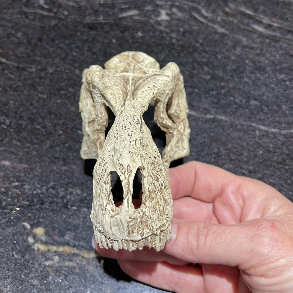 Komodo T-Rex Skull Small - Tank Terrarium Australia Resin Rock Decor