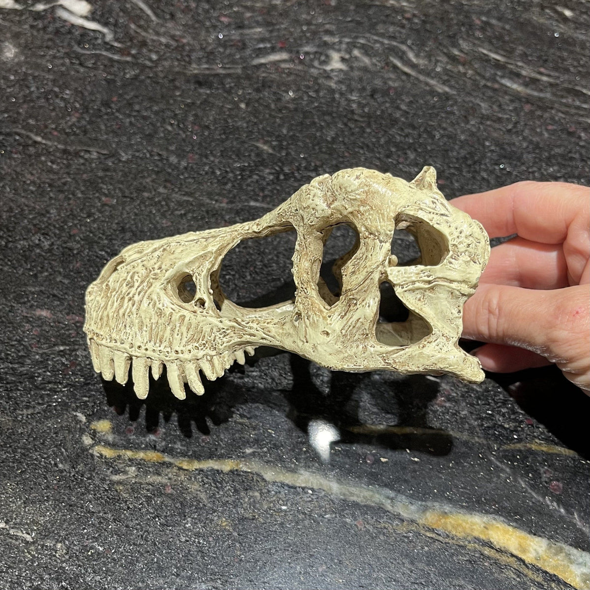 Komodo T-Rex Skull Small - Tank Terrarium Australia Resin Rock Decor