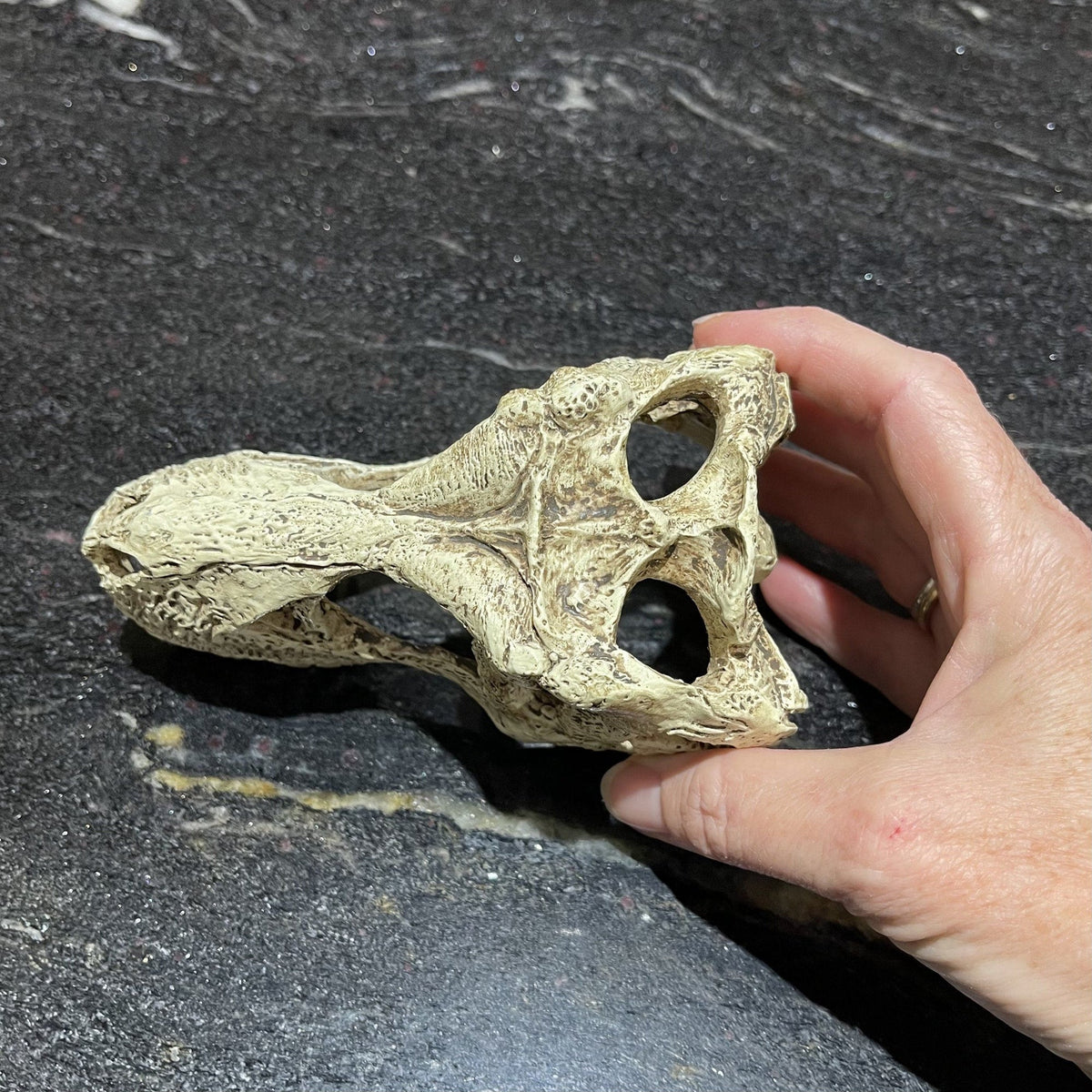Komodo T-Rex Skull Small - Tank Terrarium Australia Resin Rock Decor