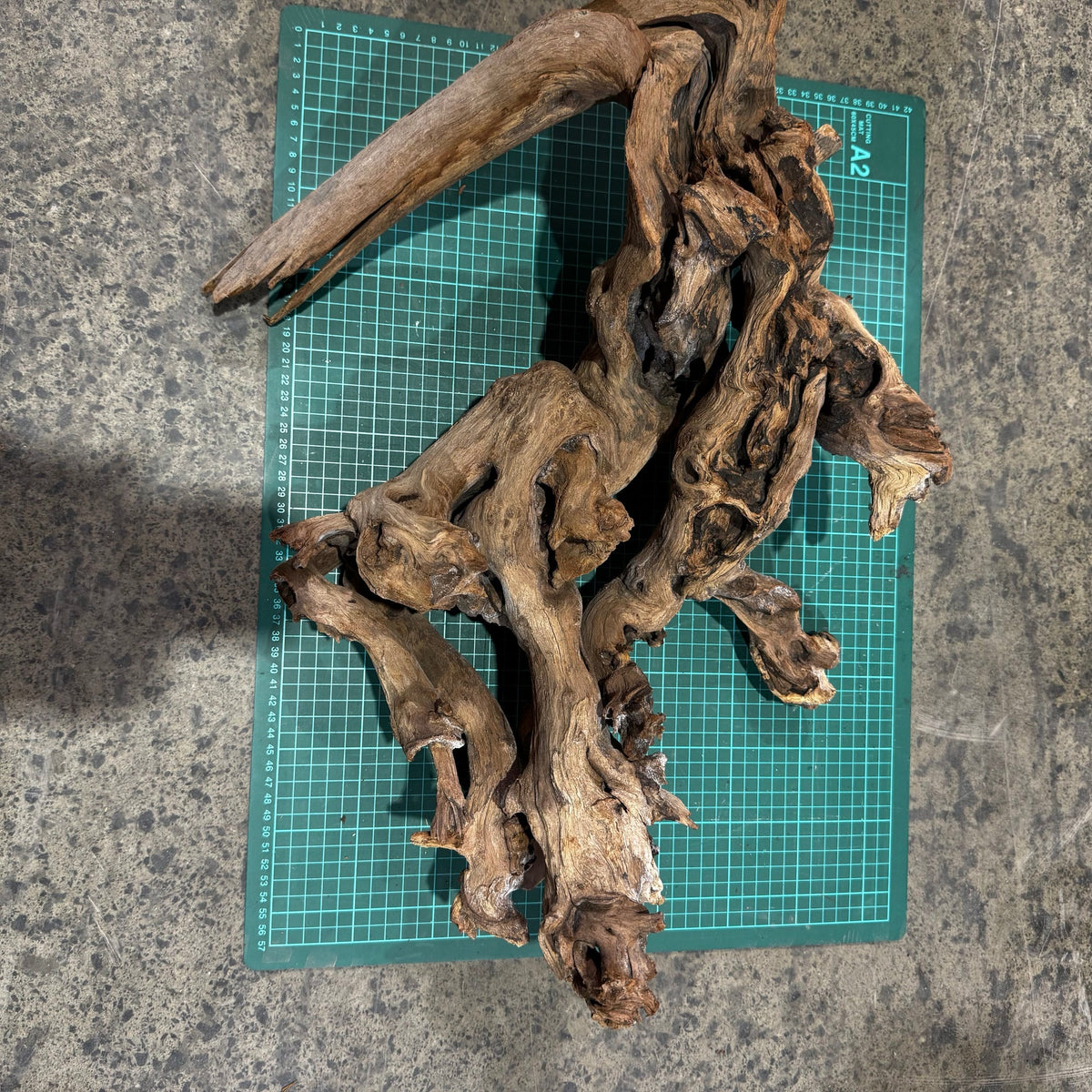 Wood 34 - Mekong River Driftwood Massive - One Only - Tank Terrarium Australia Woods