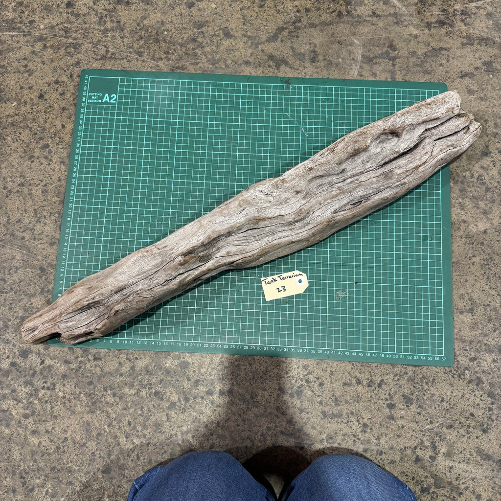 Wood 23 - New Zealand Exotic Driftwood Large - One Only - Tank Terrarium Australia Woods