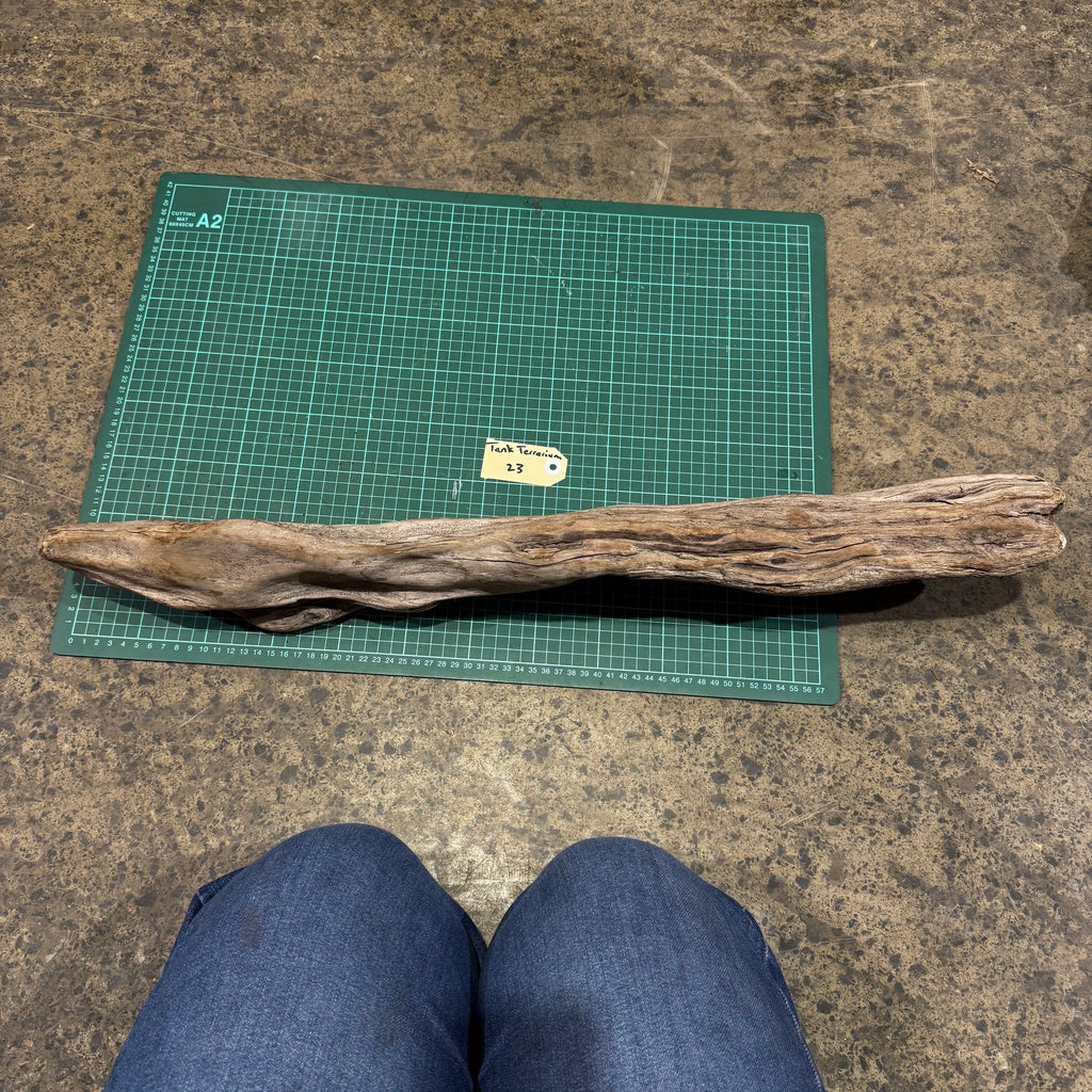 Wood 23 - New Zealand Exotic Driftwood Large - One Only - Tank Terrarium Australia Woods