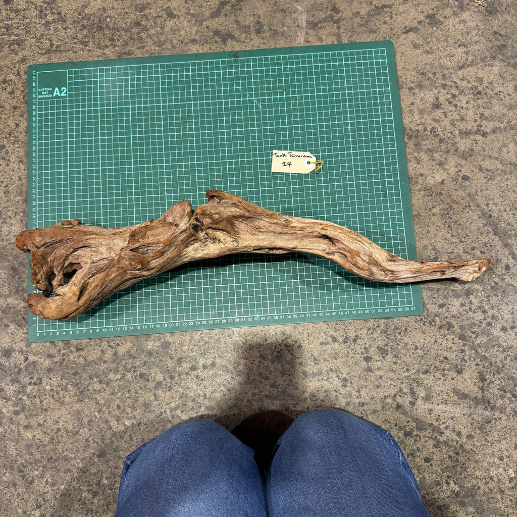 Wood 24 - New Zealand Exotic Driftwood Large - One Only - Tank Terrarium Australia Woods