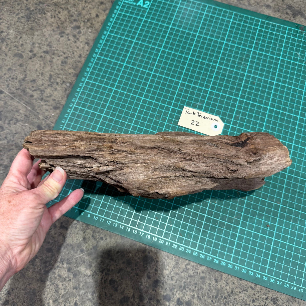Wood 22 - New Zealand Exotic Driftwood Medium - One Only - Tank Terrarium Australia Woods