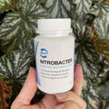 Nitrobacter - Nitrifying Bacteria Powder - Pisces Aquatics - Tank Terrarium Australia Aquarium Water Treatment