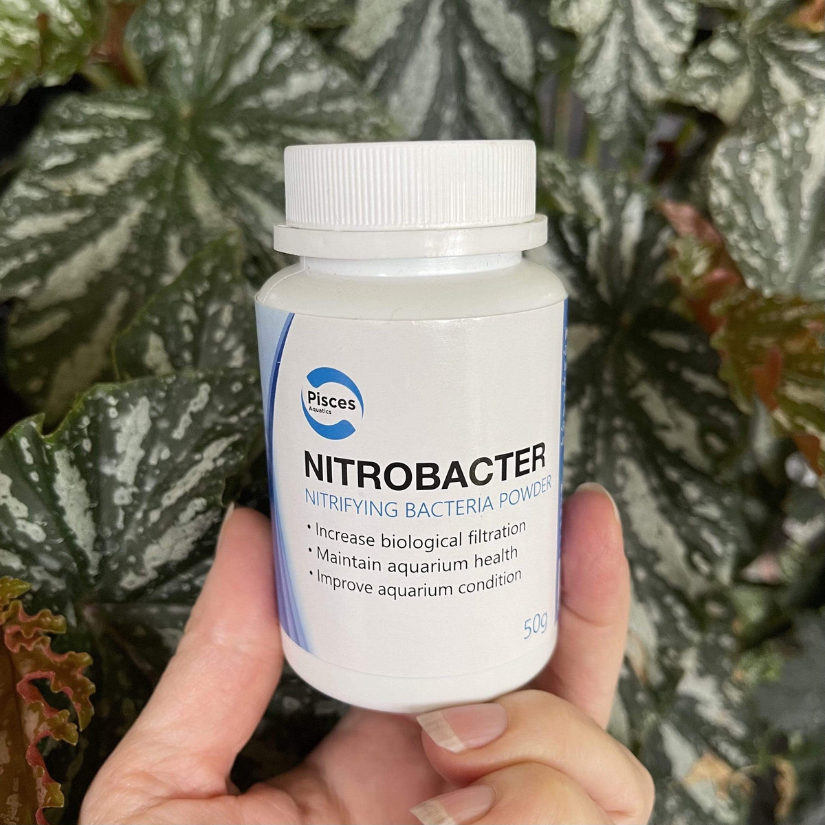 Nitrobacter - Nitrifying Bacteria Powder - Pisces Aquatics - Tank Terrarium Australia Aquarium Water Treatment