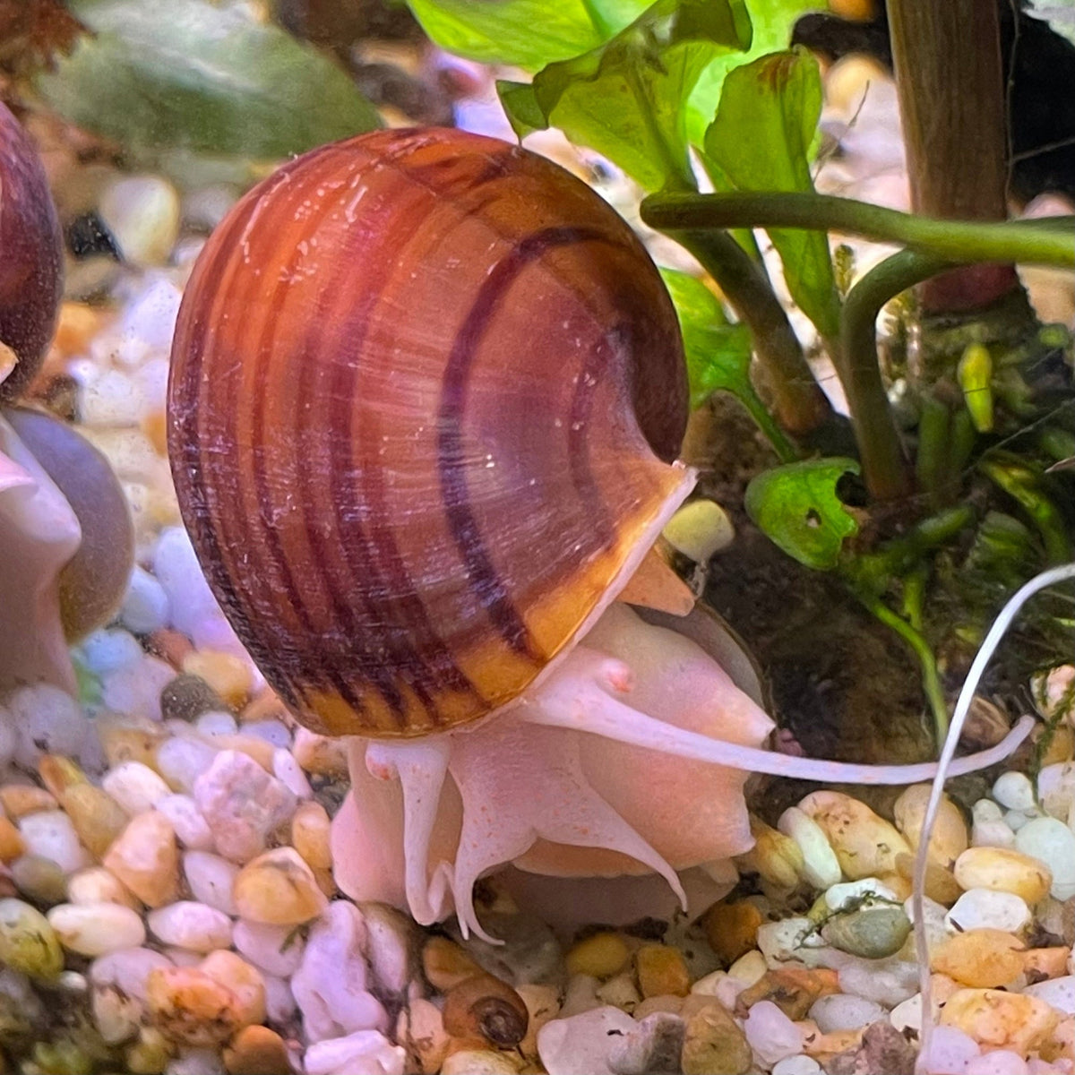 Snail & Shrimp Calcium Shells for Strong Shells - Scapeshop - Tank Terrarium Australia Snail Blocks