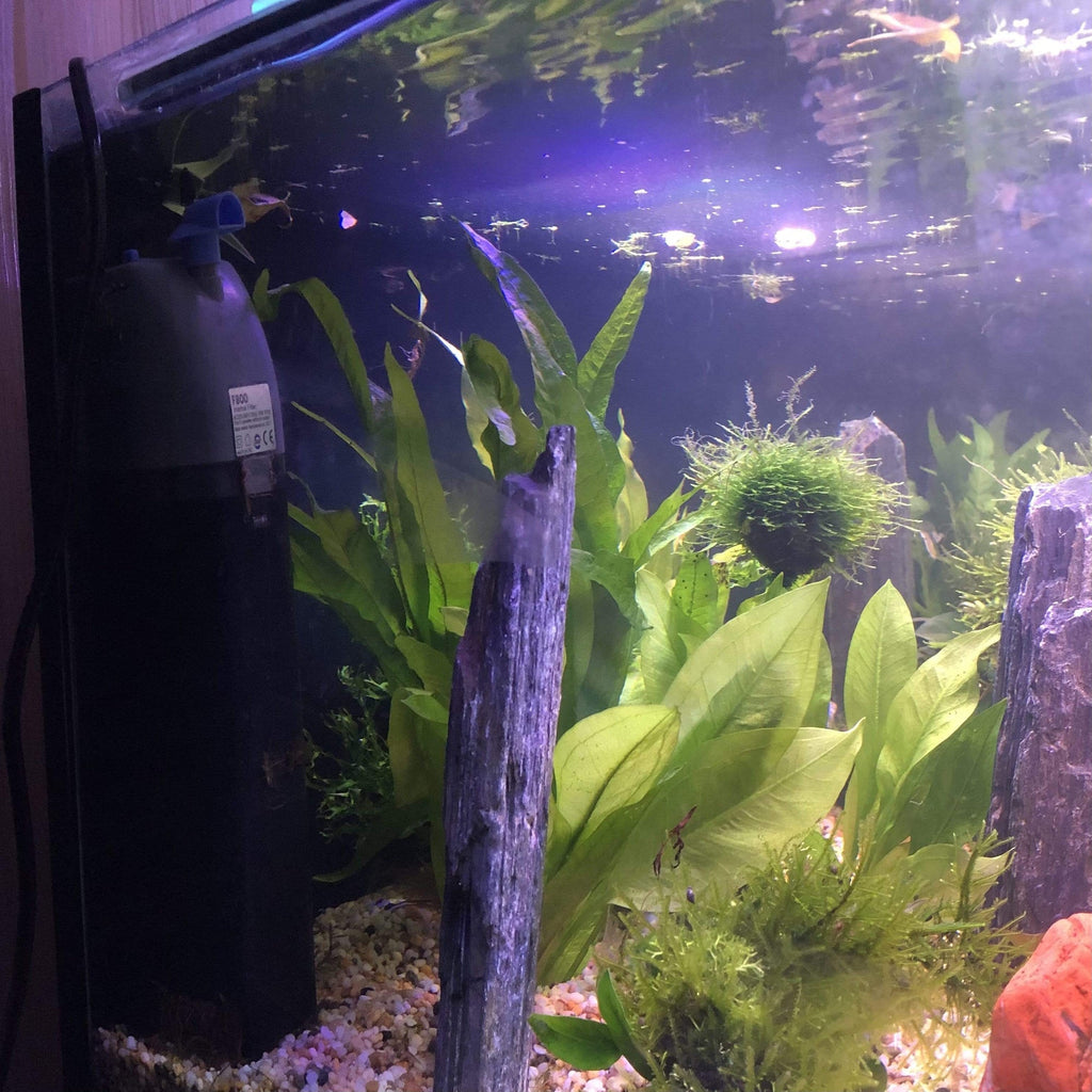 F800 Internal Aquarium Filter - Pisces Aquatics - Tank Terrarium Australia Aquarium Filter