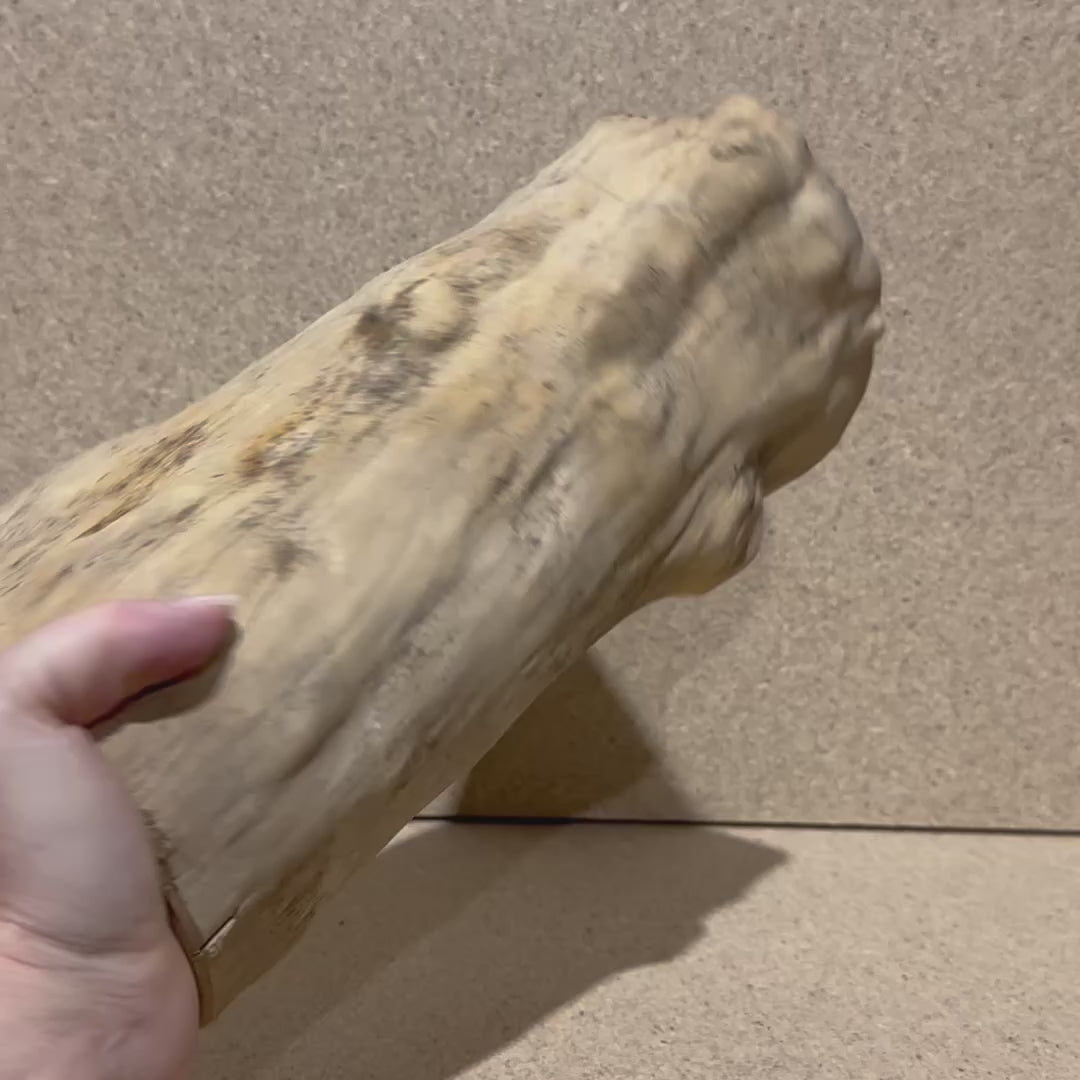 Video - Coffeewood Reptile Hide 