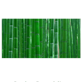 Bamboo Forest Poster Background - Tank Terrarium Australia Aqua Natural