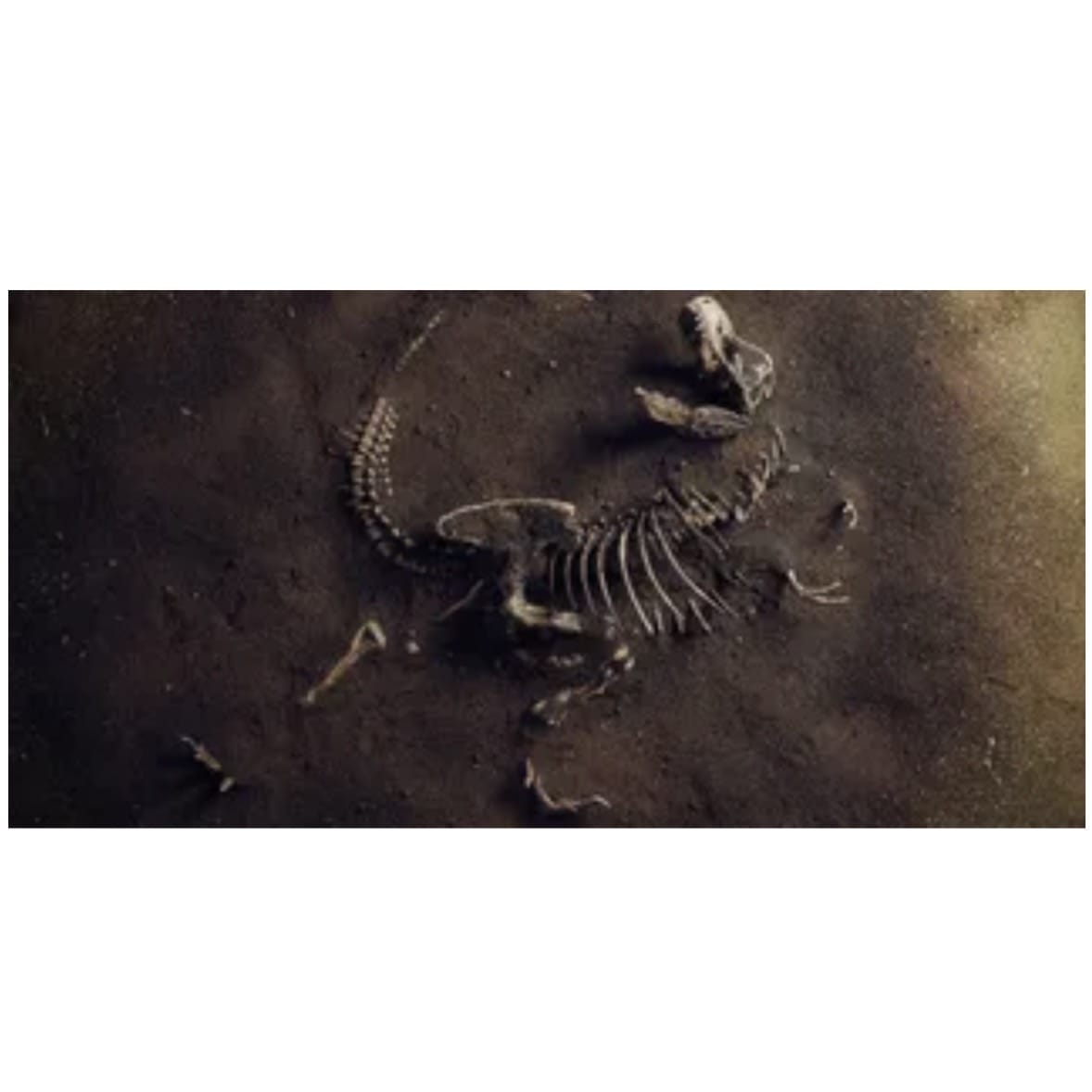 Jurassic Bones Poster Background - Tank Terrarium Australia Aqua Natural