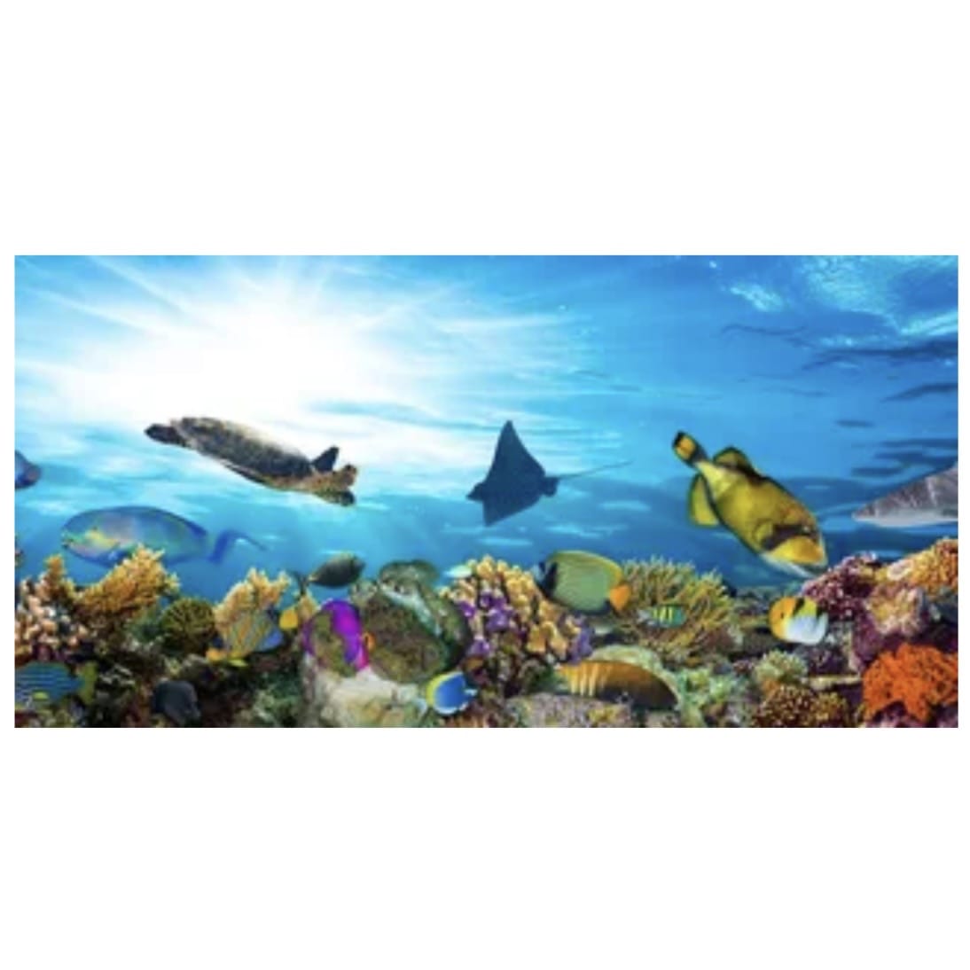 Marine Reef Poster Background - Tank Terrarium Australia Aqua Natural