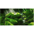 Moss Boulder Forest Poster Background - Tank Terrarium Australia Aqua Natural