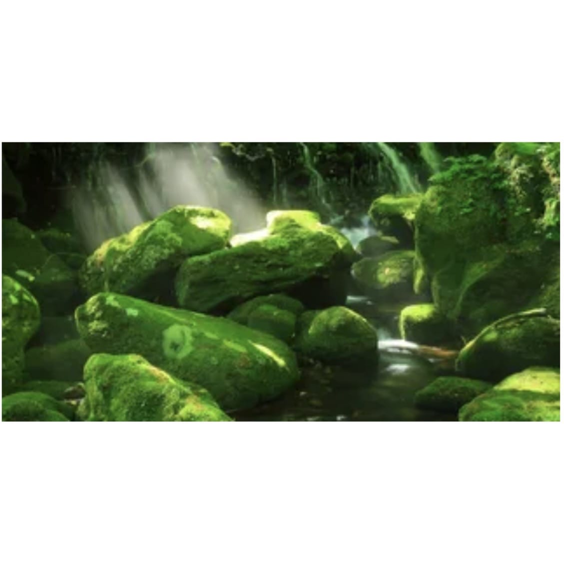 Moss Boulder Forest Poster Background - Tank Terrarium Australia Aqua Natural