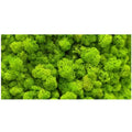 Moss Wall Poster Background - Tank Terrarium Australia Aqua Natural