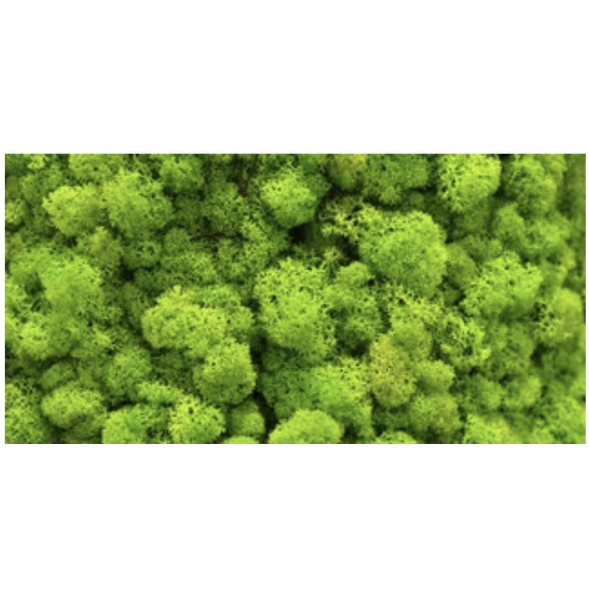 Moss Wall Poster Background - Tank Terrarium Australia Aqua Natural