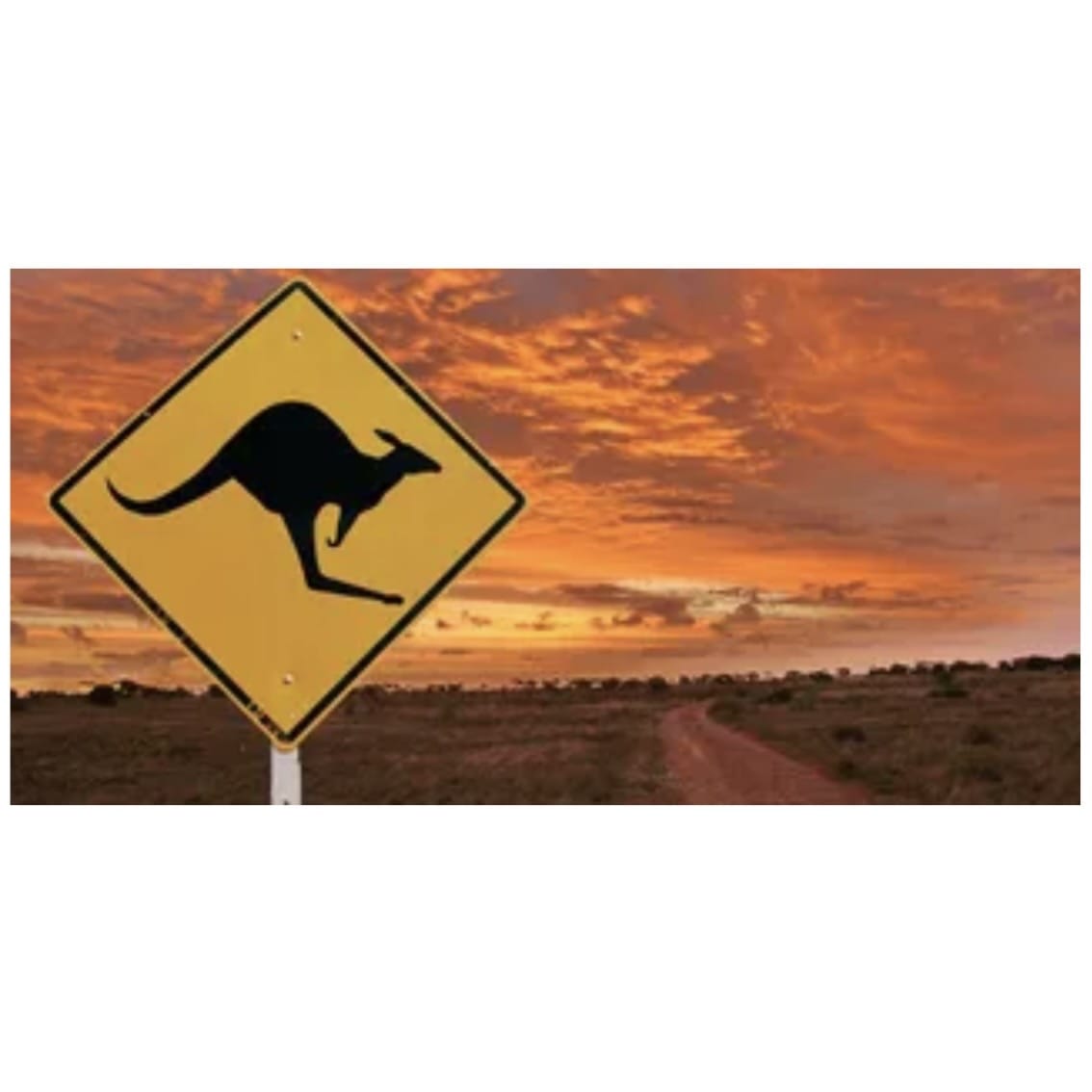 Outback Kangarooo Poster Background - Tank Terrarium Australia Aqua Natural