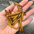 Dried Giant Mealworms - Reptile Realm - Tank Terrarium Australia Dried Insects