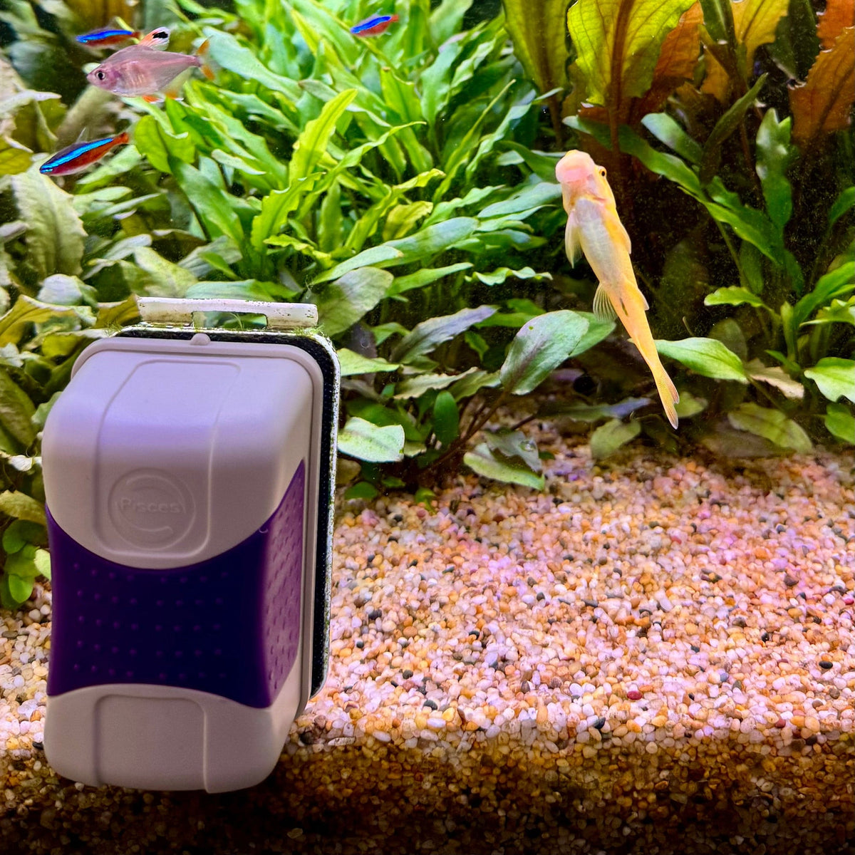 Magnetic Aquarium Glass Cleaner Large - Tank Terrarium Australia Aquascape Tools