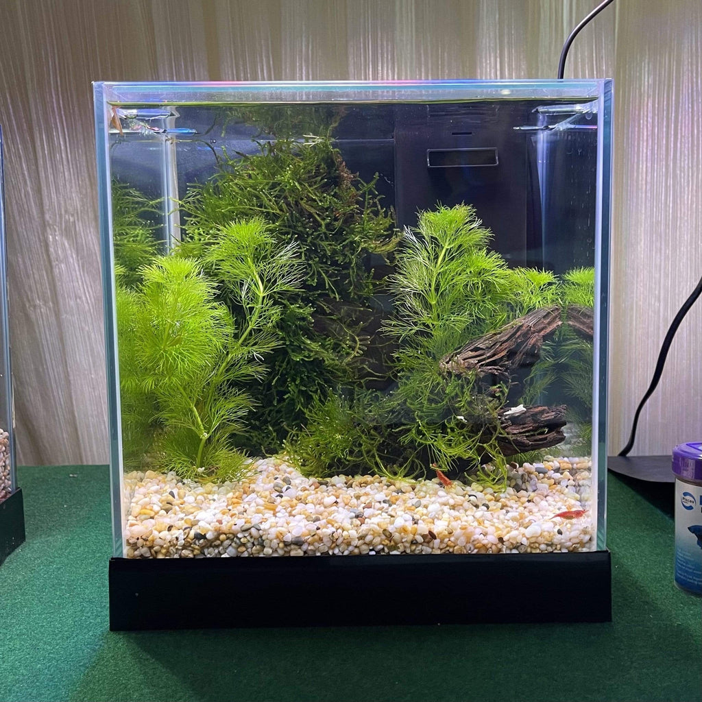 Pisces Aquatics Glass Betta Tank - Tank Terrarium Australia Aquarium Tanks