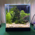 Pisces Aquatics Glass Betta Tank - Tank Terrarium Australia Aquarium Tanks