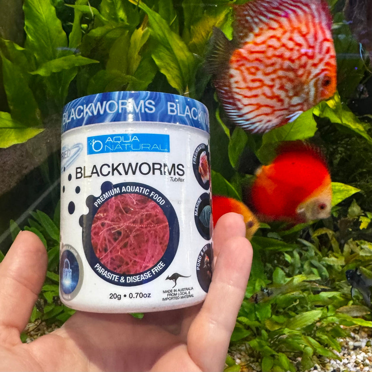 Freeze-Dried Blackworms 20g - Aqua Natural - Tank Terrarium Australia Food